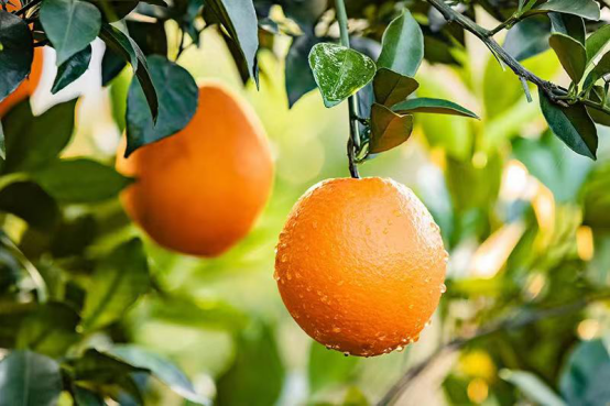 1704870313634574.png 圖片4.png